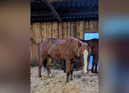 Caballo de deporte alemán, Semental, 2 años, 164 cm, Alazán