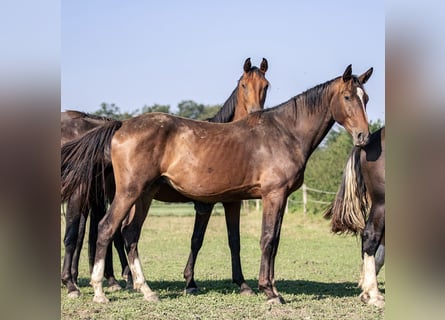 Caballo de deporte alemán, Semental, 2 años, 165 cm, Castaño oscuro