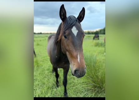 Caballo de deporte alemán, Semental, 2 años, 165 cm, Morcillo