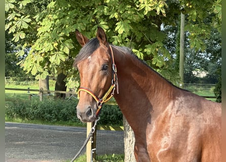 Caballo de deporte alemán, Semental, 2 años, 166 cm, Castaño