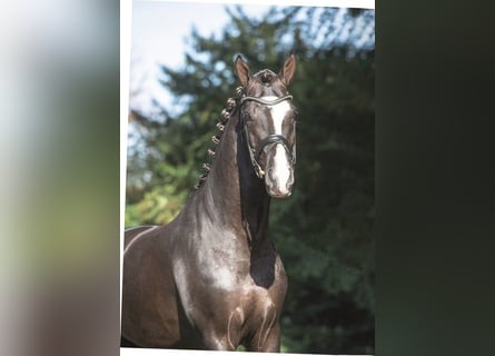 Caballo de deporte alemán, Semental, 2 años, 166 cm, Negro