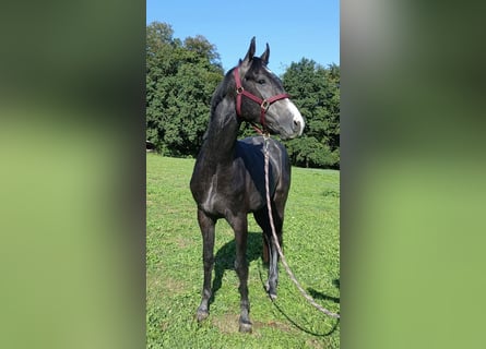 Caballo de deporte alemán, Semental, 2 años, 166 cm, Tordillo negro