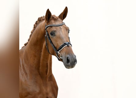Caballo de deporte alemán, Semental, 2 años, 167 cm, Alazán