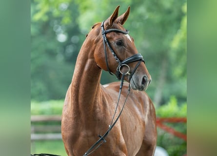 Caballo de deporte alemán, Semental, 2 años, 168 cm, Alazán-tostado