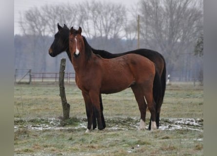 Caballo de deporte alemán, Semental, 2 años, 168 cm, Castaño