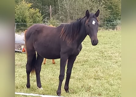 Caballo de deporte alemán, Semental, 2 años, 168 cm, Negro