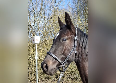 Caballo de deporte alemán, Semental, 2 años, 168 cm, Negro