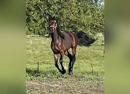 Caballo de deporte alemán, Semental, 2 años, 170 cm, Castaño oscuro