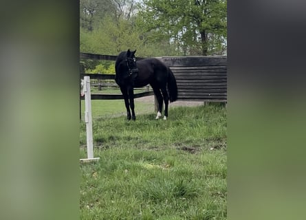 Caballo de deporte alemán, Semental, 2 años, 170 cm, Negro