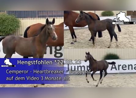 Caballo de deporte alemán, Semental, 2 años, 170 cm, Tordo