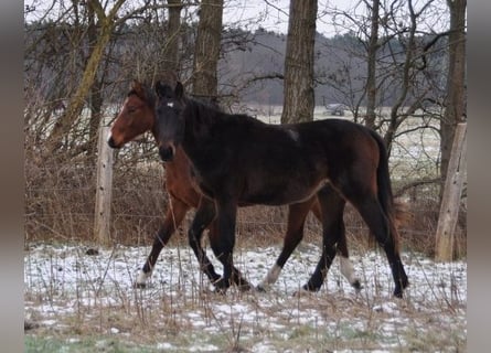 Caballo de deporte alemán, Semental, 2 años, 172 cm, Castaño