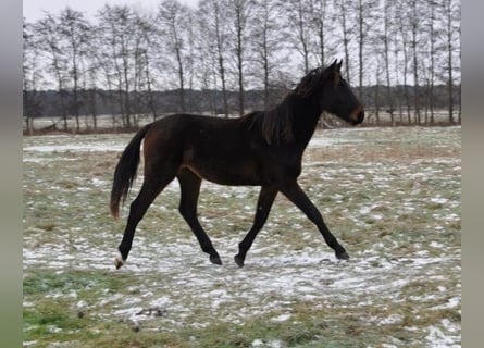 Caballo de deporte alemán, Semental, 2 años, 172 cm, Castaño oscuro