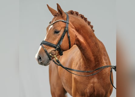 Caballo de deporte alemán, Semental, 2 años, Alazán