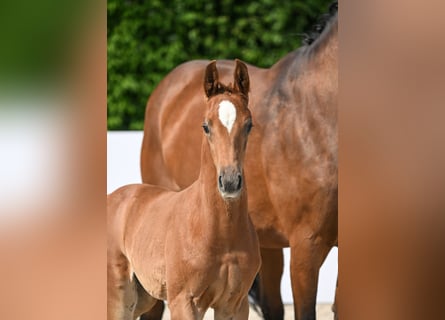 Caballo de deporte alemán, Semental, 2 años, Alazán