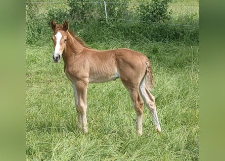 Caballo de deporte alemán, Semental, 2 años, Alazán