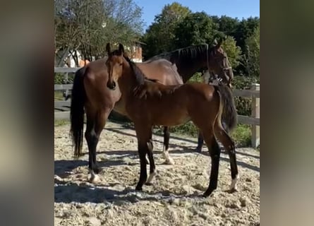 Caballo de deporte alemán, Semental, 2 años, Castaño