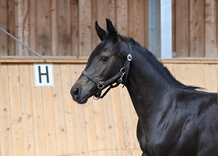 Caballo de deporte alemán, Semental, 2 años, Tordillo negro