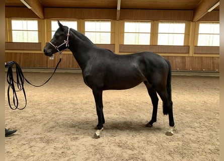 Caballo de deporte alemán, Semental, 3 años, 162 cm, Negro