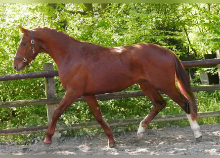 Caballo de deporte alemán, Semental, 3 años, 165 cm