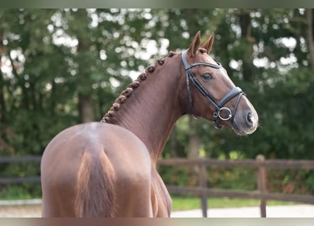 Caballo de deporte alemán, Semental, 3 años, 167 cm, Alazán rojizo