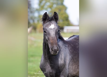 Caballo de deporte alemán, Semental, 3 años, 168 cm, Tordillo negro