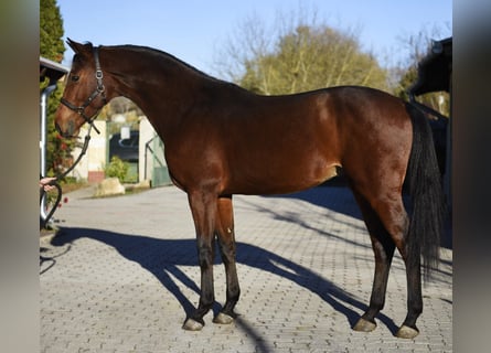 Caballo de deporte alemán, Semental, 3 años, 172 cm, Castaño