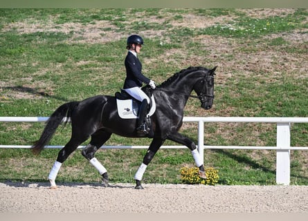 Caballo de deporte alemán, Semental, 3 años, 172 cm, Negro