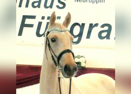 Caballo de deporte alemán, Semental, 3 años, 172 cm, Palomino