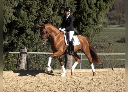 Caballo de deporte alemán, Semental, 3 años, Alazán