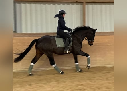 Caballo de deporte alemán, Semental, 4 años, 163 cm, Castaño oscuro