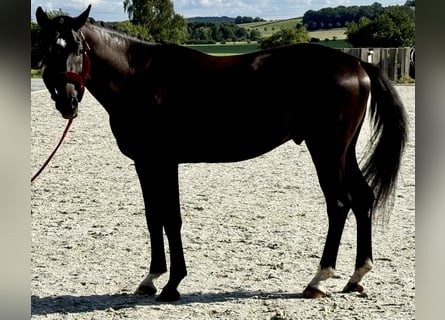 Caballo de deporte alemán, Semental, 4 años, 166 cm, Negro