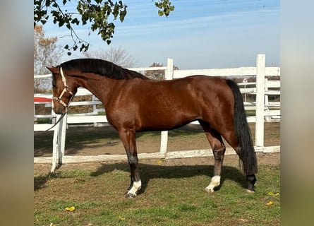 Caballo de deporte alemán, Semental, 4 años, 167 cm, Castaño