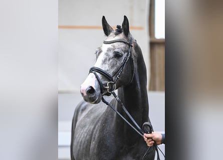 Caballo de deporte alemán, Semental, 4 años, 168 cm, Tordo rodado