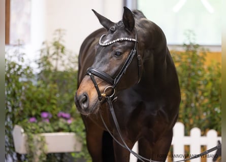 Caballo de deporte alemán, Semental, 4 años, 169 cm, Castaño oscuro