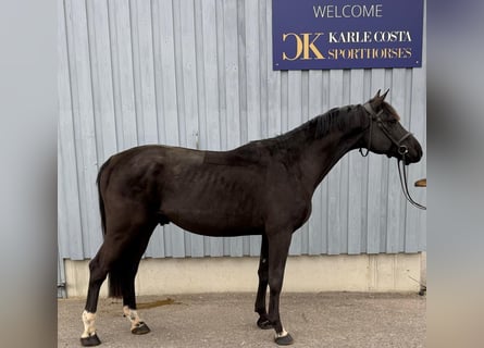 Caballo de deporte alemán, Semental, 4 años, 169 cm, Negro