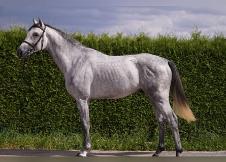 Caballo de deporte alemán, Semental, 4 años, 169 cm, Tordo