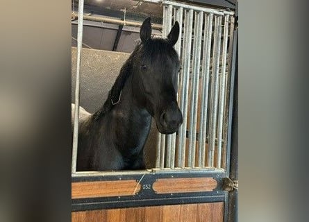 Caballo de deporte alemán, Semental, 4 años, 170 cm, Morcillo