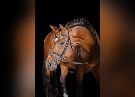 Caballo de deporte alemán, Semental, 4 años, 172 cm, Castaño