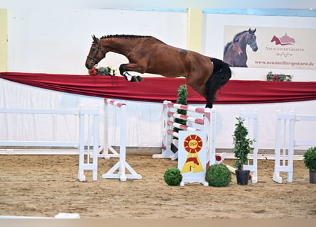 Caballo de deporte alemán, Semental, 4 años, 172 cm, Castaño