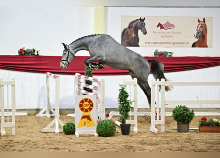 Caballo de deporte alemán, Semental, 4 años, 174 cm, Tordo