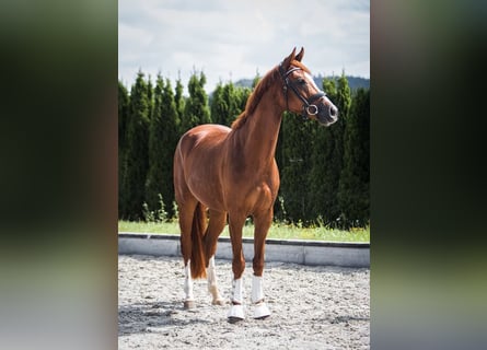 Caballo de deporte alemán, Semental, 5 años, 165 cm, Castaño oscuro