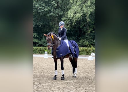 Caballo de deporte alemán, Semental, 5 años, 167 cm, Castaño