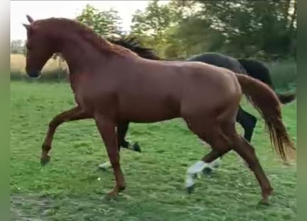 Caballo de deporte alemán, Semental, 5 años, 168 cm, Alazán