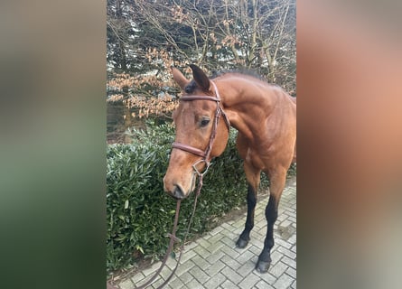 Caballo de deporte alemán, Semental, 5 años, Castaño