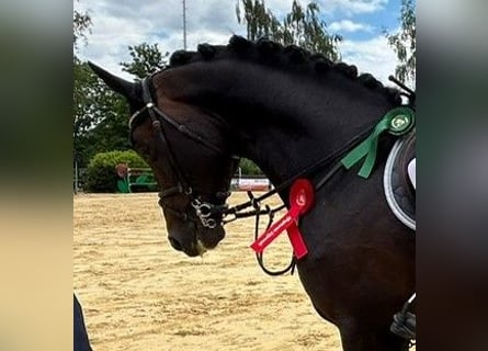 Caballo de deporte alemán, Semental, 7 años, 169 cm, Castaño