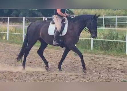 Caballo de deporte alemán, Semental, 7 años, 175 cm, Negro