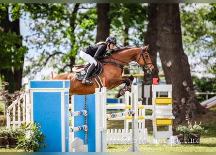 Caballo de deporte alemán, Semental, 8 años, 170 cm, Castaño