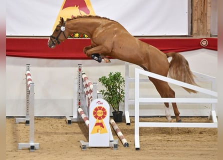 Caballo de deporte alemán, Semental, 4 años, 169 cm, Alazán