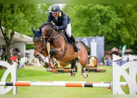 Caballo de deporte alemán, Semental, 9 años, 170 cm, Castaño