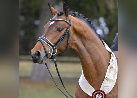 Caballo de deporte alemán, Semental, 3 años, 167 cm, Castaño